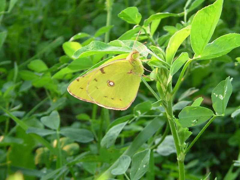 Colias crocea